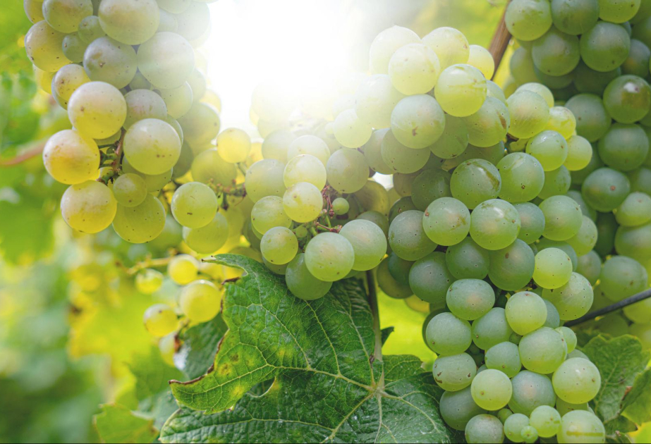 Weinernte in Deutschland besser als im Vorjahr - aber weiter unterdurchschnittlich