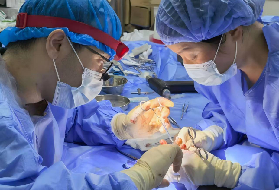 Erstmals Schweineleber in lebenden Patienten transplantiert