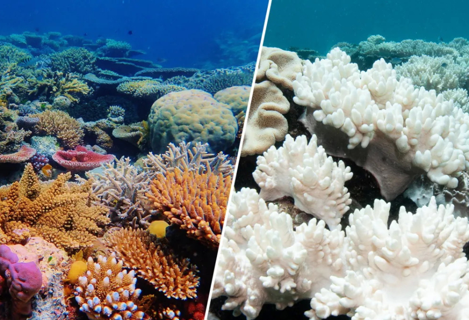 Climate tipping points are being crossed, scientists warn ahead of COP30