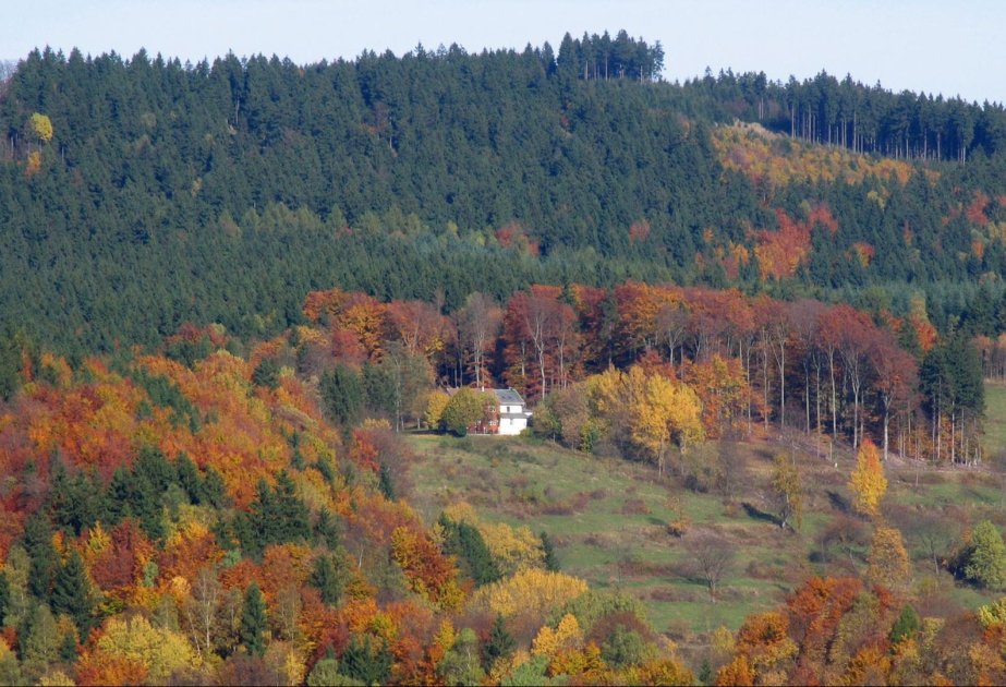 In Thüringen sollen 1,6 Millionen Bäume gepflanzt werden