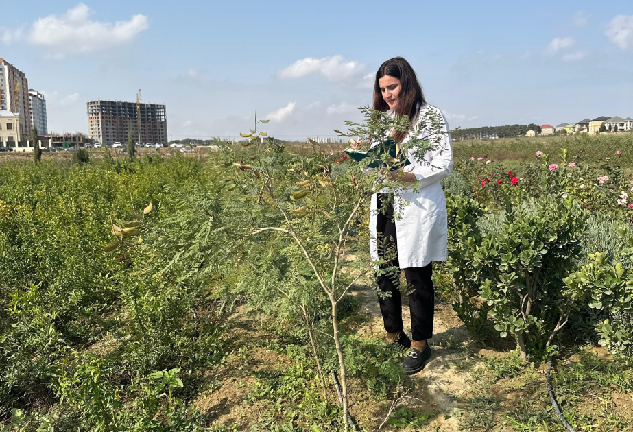 Dendrologiya İnstitutunun əməkdaşları Saray təcrübə sahəsində tədqiqat aparıblar