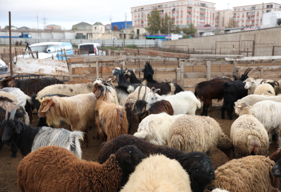 Heyvan bazarlarında biotəhlükəsizlik tədbirlərinin tətbiqi ilə bağlı çatışmazlıqlar var VİDEO