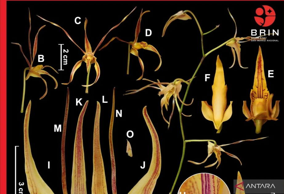 Two new orchid species discovered in West Papua's Raja Ampat