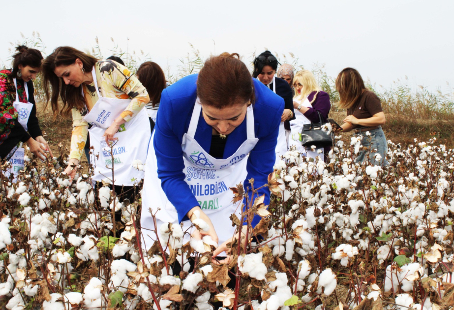 سفيرة الجزائر في أذربيجان تنضم لعمال الحصاد في حقول قطن بلا‌سوار وتبدي اهتماماً بالتقنيات الزراعية