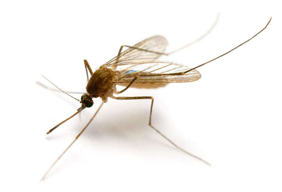 Mosquitoes discovered in Iceland for first time