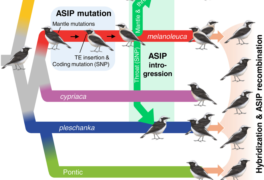 БГУ расширяет международное сотрудничество в области генетических исследований