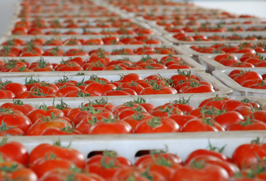Azerbaijan’s tomato exports surge 23% in first nine months of 2025