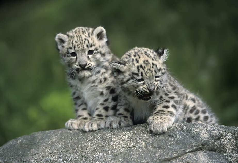 23 October marks International Day of Snow Leopard