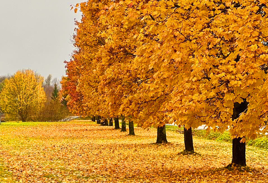 Stokholmun payız mənzərələri – FOTOREPORTAJ