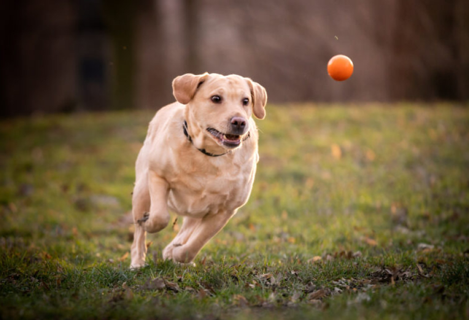 Bəzi itlərdə insan davranışı ilə oxşarlıq aşkarlanıb -  ARAŞDIRMA