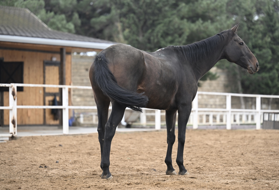 Vəfalı olmaları ilə seçilir, qəhrəmanlığı, azadlığı və gücü simvolizə edirlər - Binə Atçılıq Mərkəzindən REPORTAJ VİDEO