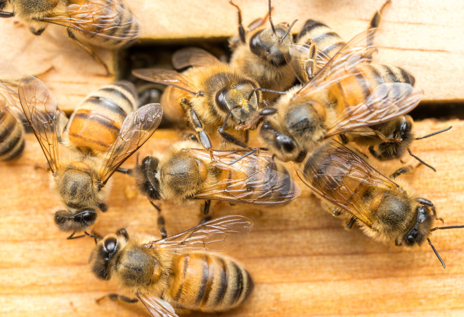 Alimlər arıların “saray çevrilişinin” sirrini açdılar
