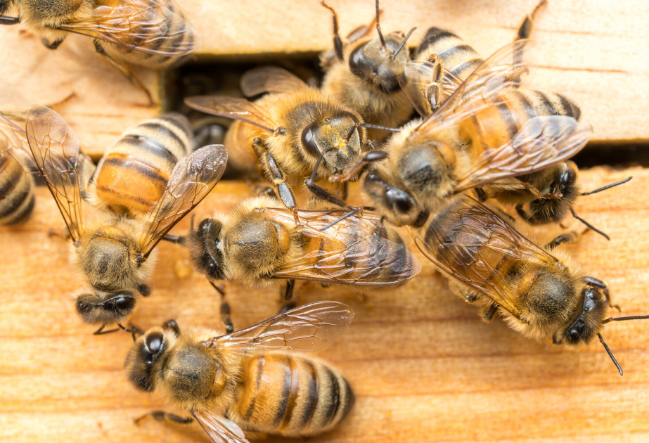 When loyalty fades: Inside the secret uprisings against honey bee queens