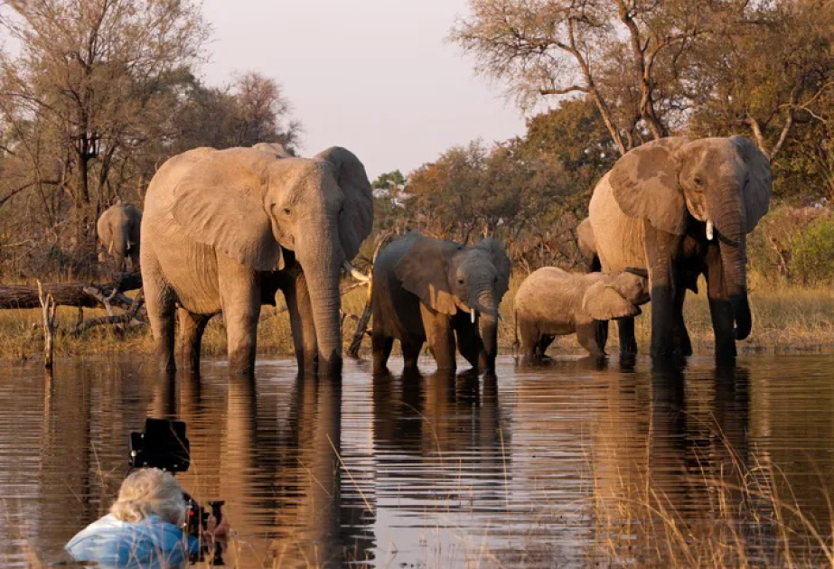 Nigeria to impose more stringent penalties on wildlife traffickers