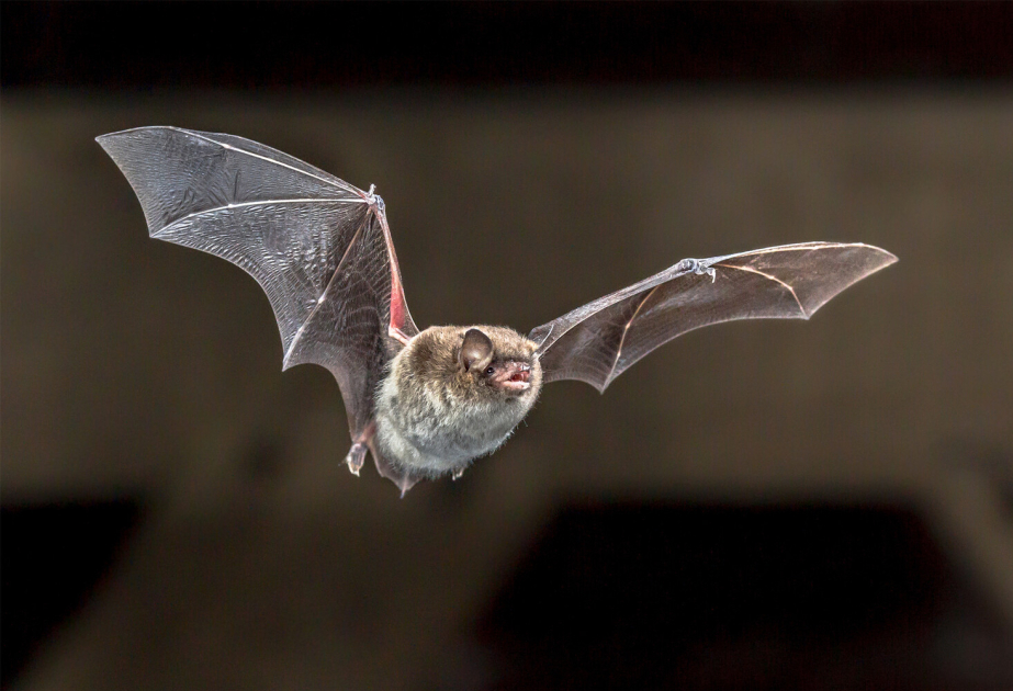 Pandemic fears as 'new coronavirus' found in bats in South America