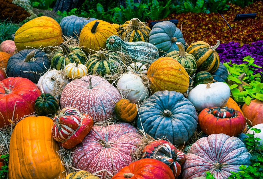 Tricky treats: Why pumpkins accumulate pollutants