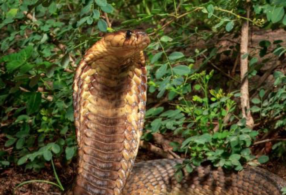 Innovative antivenom is a ‘potential game changer’ for snakebites