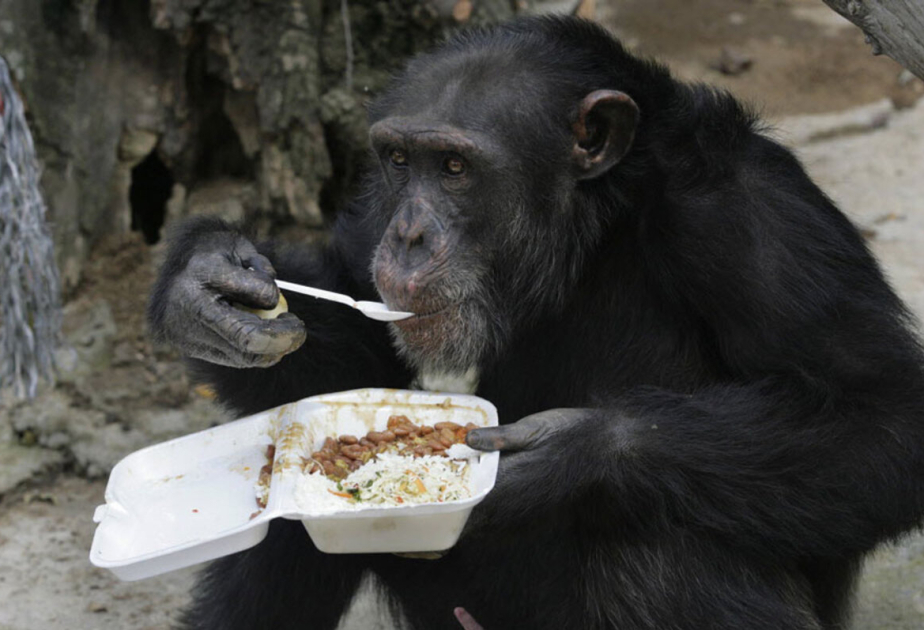 Şimpanzelərdə rasional düşünmənin əlamətləri aşkar edilib