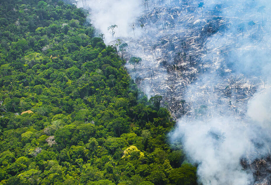 2024 fast 18 Millionen Hektar des brasilianischen Amazonas-Regenwaldes durch Brände zerstört