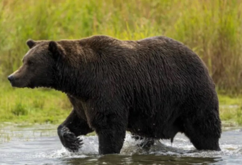 Woman found dead in mountains in northeastern Japan, bear attack suspected