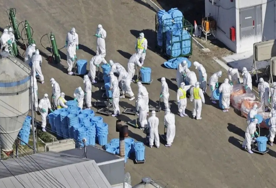 Japan confirms season's 3rd bird flu outbreak