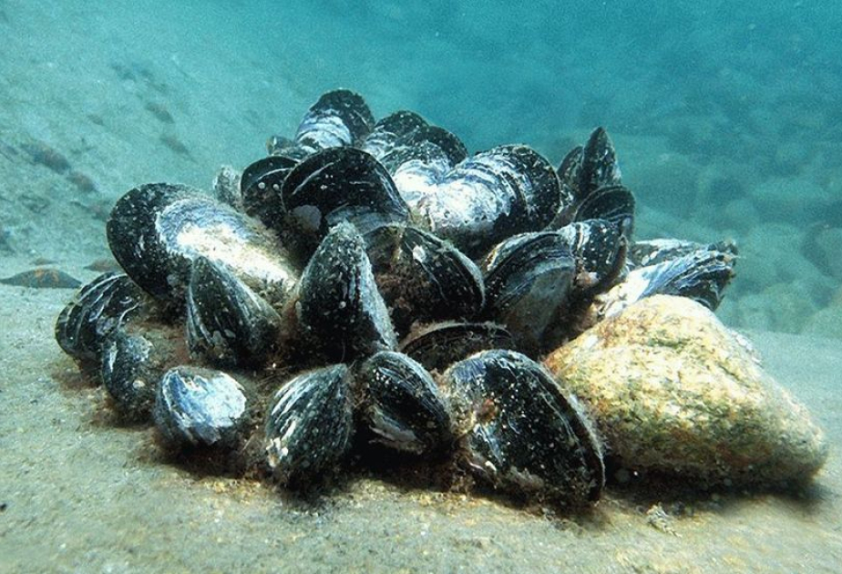 Mussels reveal growing microplastic pollution in Greece's prized seas