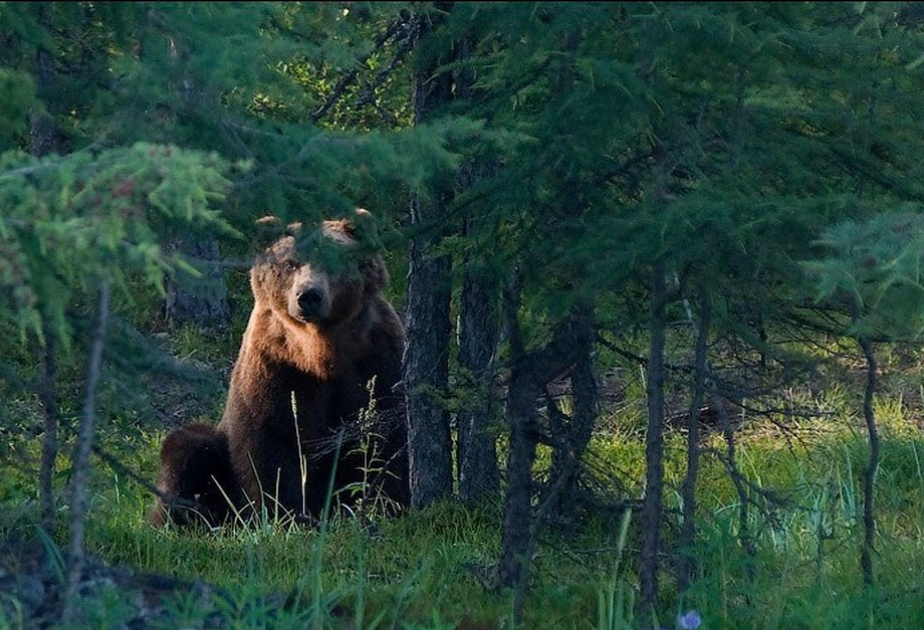 Japan sends troops to northern region to help stop bear attacks after a record number of casualties
