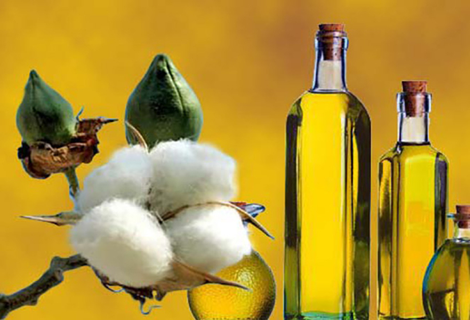 Azerbaiyán ocupa el tercer lugar mundial entre los exportadores de aceite de algodón crudo