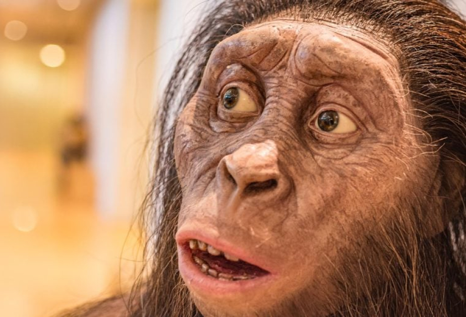 How our big brains and flat faces evolved in record time