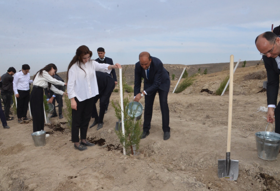 Qazaxda 8 min ağac və dekorativ kol əkilib