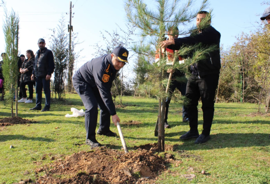 Balakəndə ağacəkmə aksiyasında 1300-dən çox ting əkilib