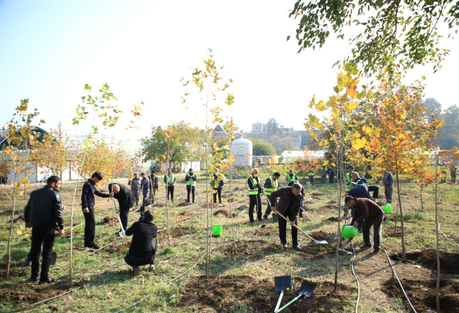 En Ganja se llevó a cabo una campaña de plantación de árboles con motivo del Día de la Victoria