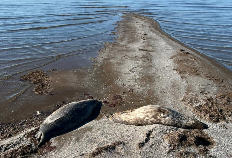 На побережье Каспийского моря продолжают находить мертвых тюленей