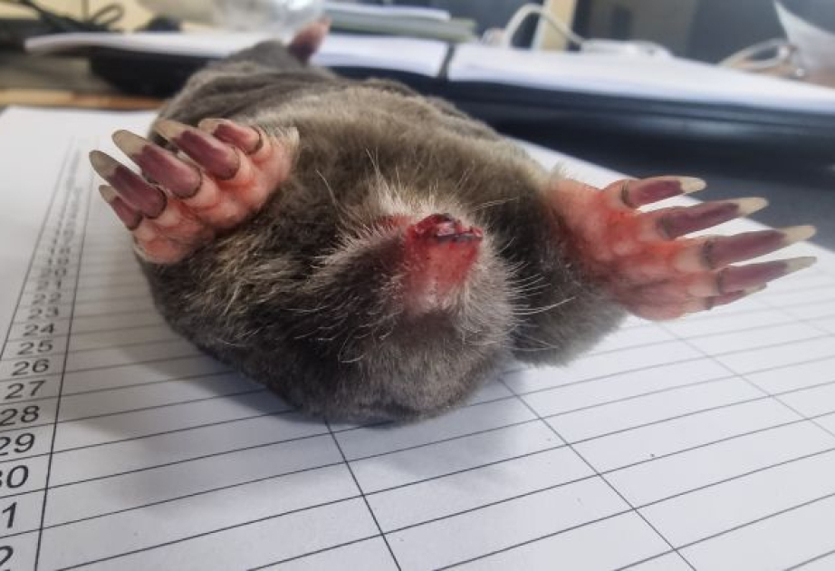 Rare Altai mole discovered in Khoridol Saridag strictly protected Area