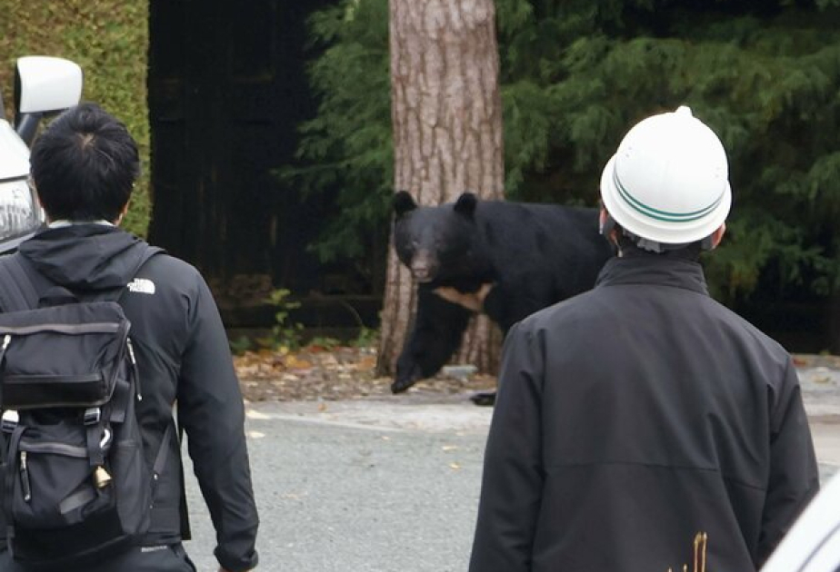 Japan's new rules allowing police to kill bears with rifles take effect