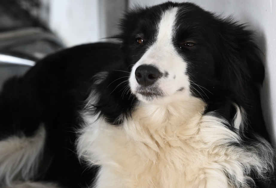 Sevimli ev heyvanları vitrində - paytaxtdakı zoobazardan  REPORTAJ