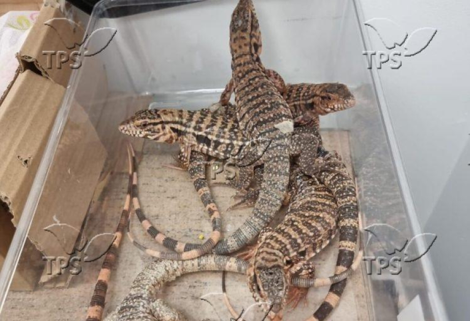 Man caught with 186 exotic animals stuffed in his suitcase