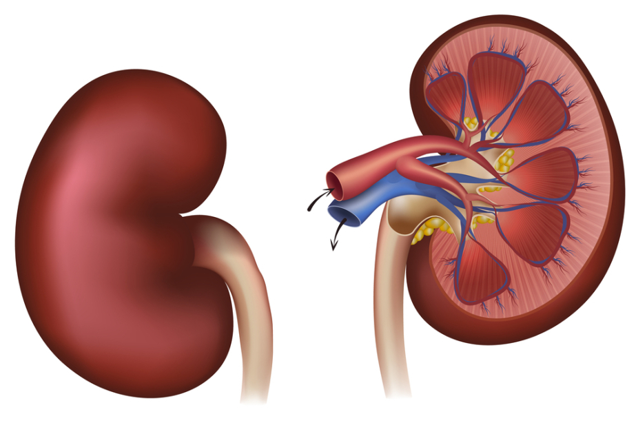 Врачи из США добились прорыва в трансплантации почки свиньи человеку