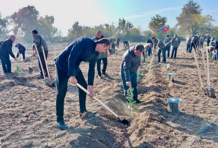 В рамках акции «Дыхание будущему!» за один день высажено 111 111 деревьев