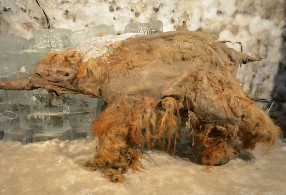 Шведские ученые выяснили, как умер мамонт Юка