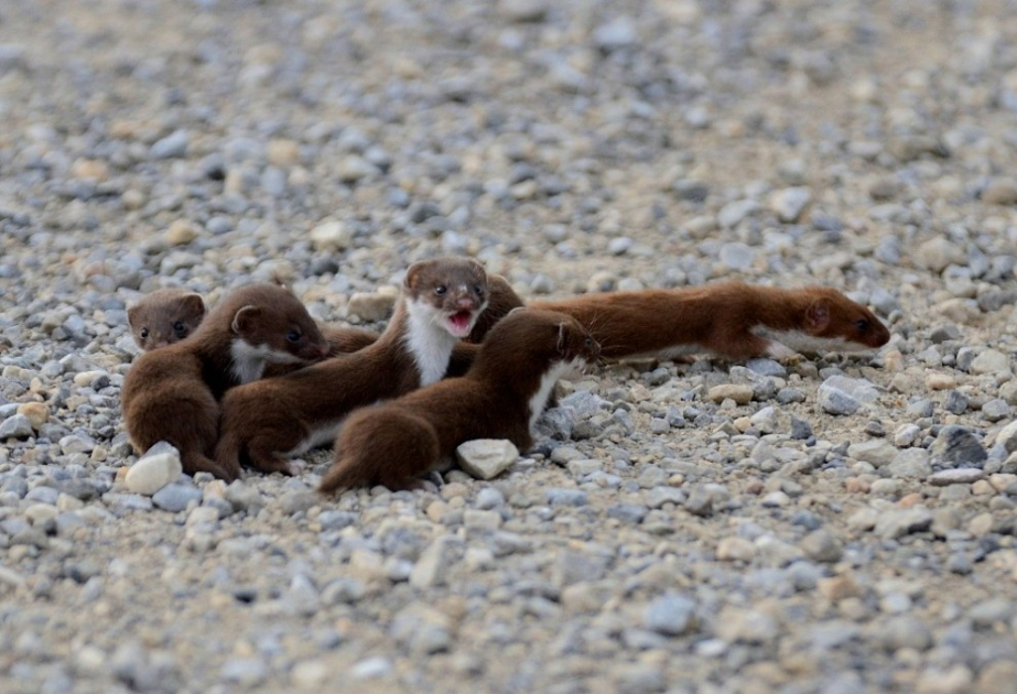 New weasel species discovered in SW China nature reserve