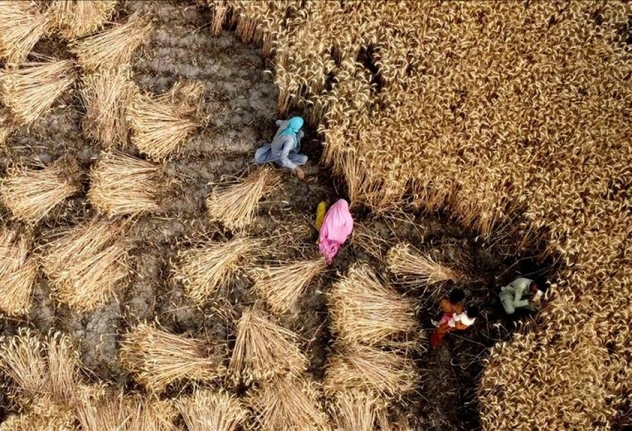 Wheat could require dramatically more water during future heat waves, scientists warn