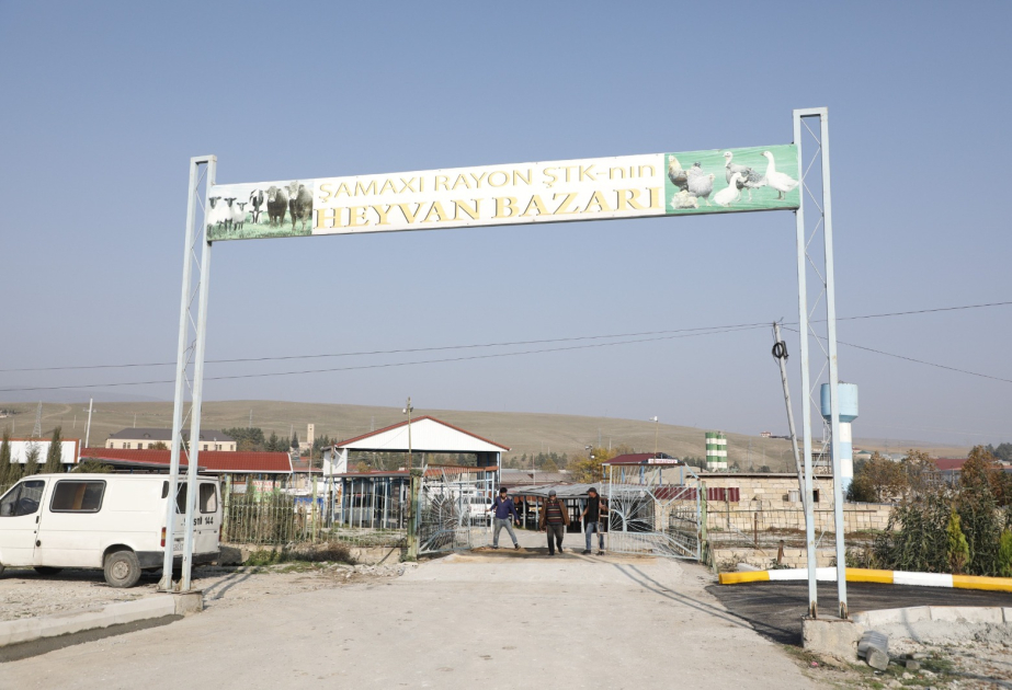 Şamaxı heyvan bazarında yenidənqurma işləri davam edir
