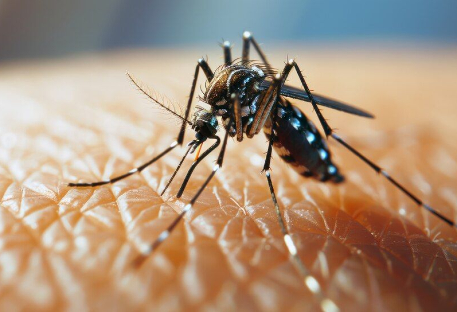 1 new dengue case reports in ICT as 29,518 inspections, 963 fogging drives push city toward target