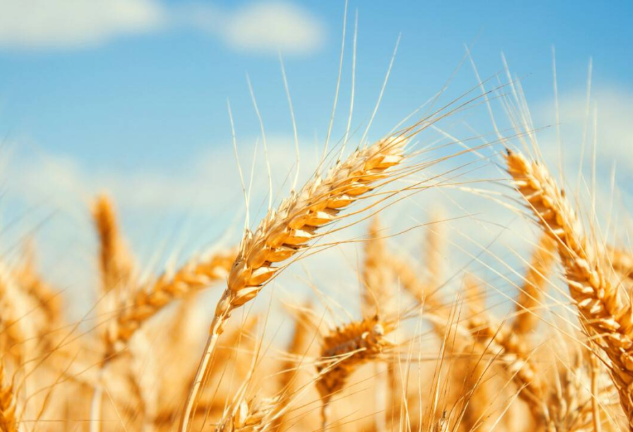 Kazakhstan increases grain supply to Azerbaijan