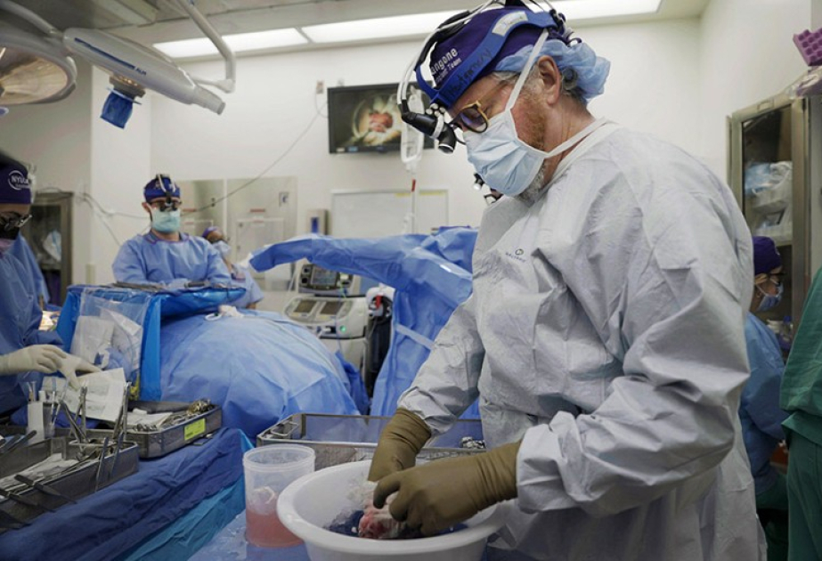 Macaque survives over a year after pig kidney transplant in China