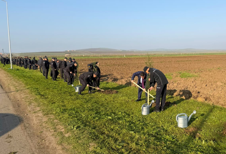 Polis əməkdaşları Cəlilabadda ağacəkmə kampaniyası keçiriblər