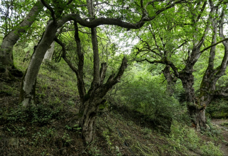 Iran bittet Ausland um Hilfe im Kampf gegen Feuer in den hyrkanischen Wäldern