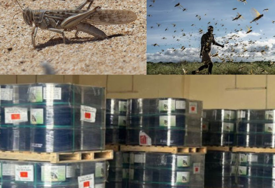 Le Maroc appuie la Mauritanie dans la lutte contre le criquet pèlerin avec un important don de pesticides