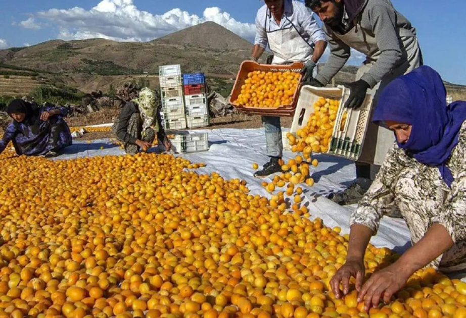Este año Azerbaiyán ha triplicado la exportación de albaricoques